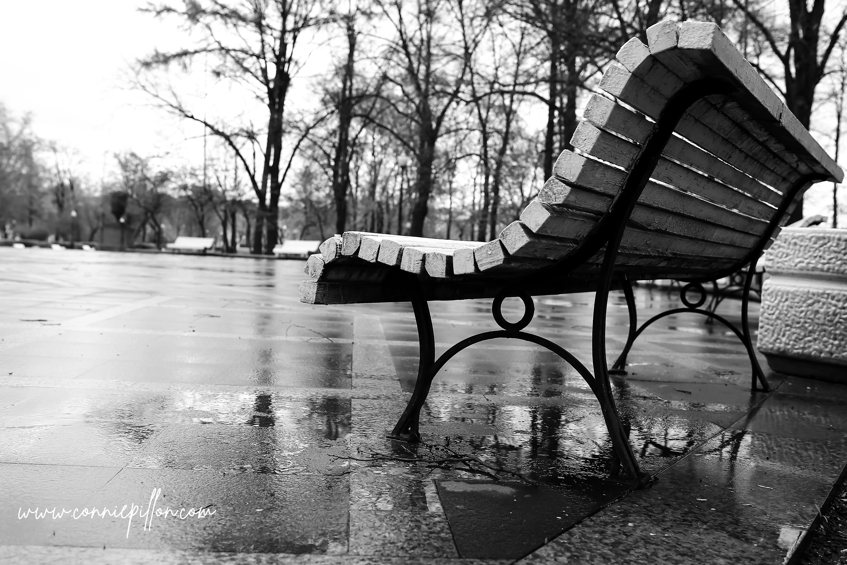 Black and white vintage photo of an empty park bench with website address www.conniepillin.com